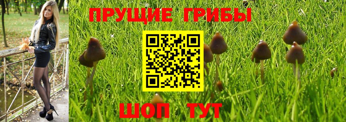 Партизанск  Псилоцибиновые грибы GOLDEN TEACHER  Вход с VPN 